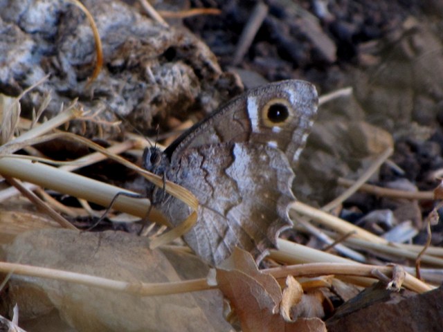 Hipparchia statilinus???